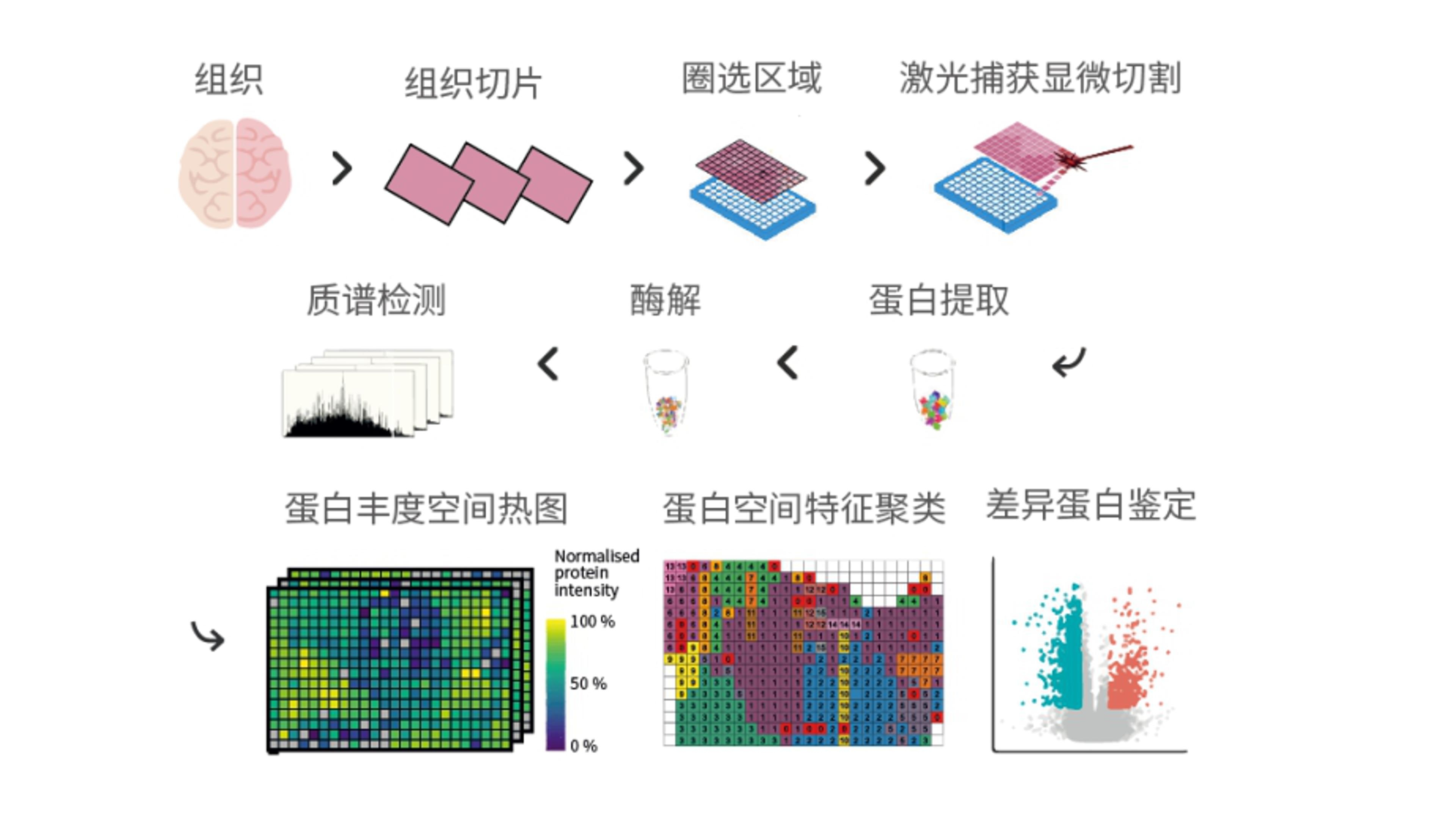 全息空间蛋白质组学