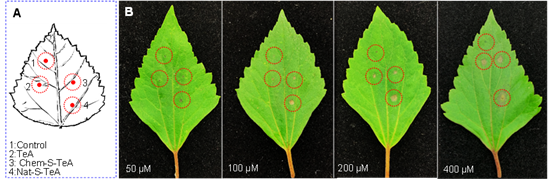 合成生物学改变生活：天然除草剂—绿色农业添利器