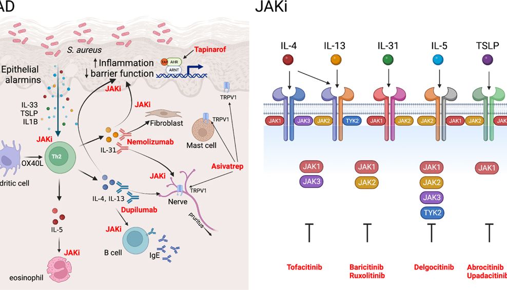 特应性皮炎（AD）造模/检测完整解决方案
