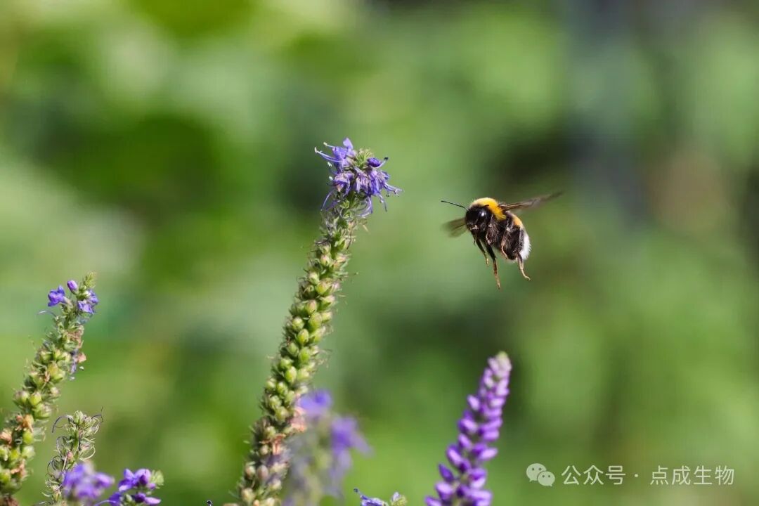 实验室专题 | 小昆虫，大问题：高精度控温如何助力气候研究