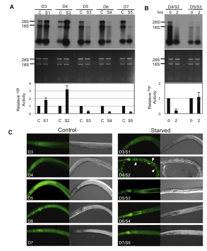 WMicrotracker™ 在线虫饥饿应激研究中发挥关键作用，揭示代谢反应新机制
