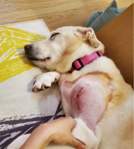 「DIFF+」迪福润丝DCVL模块化技术：加速宠物溶瘤病毒药物研发