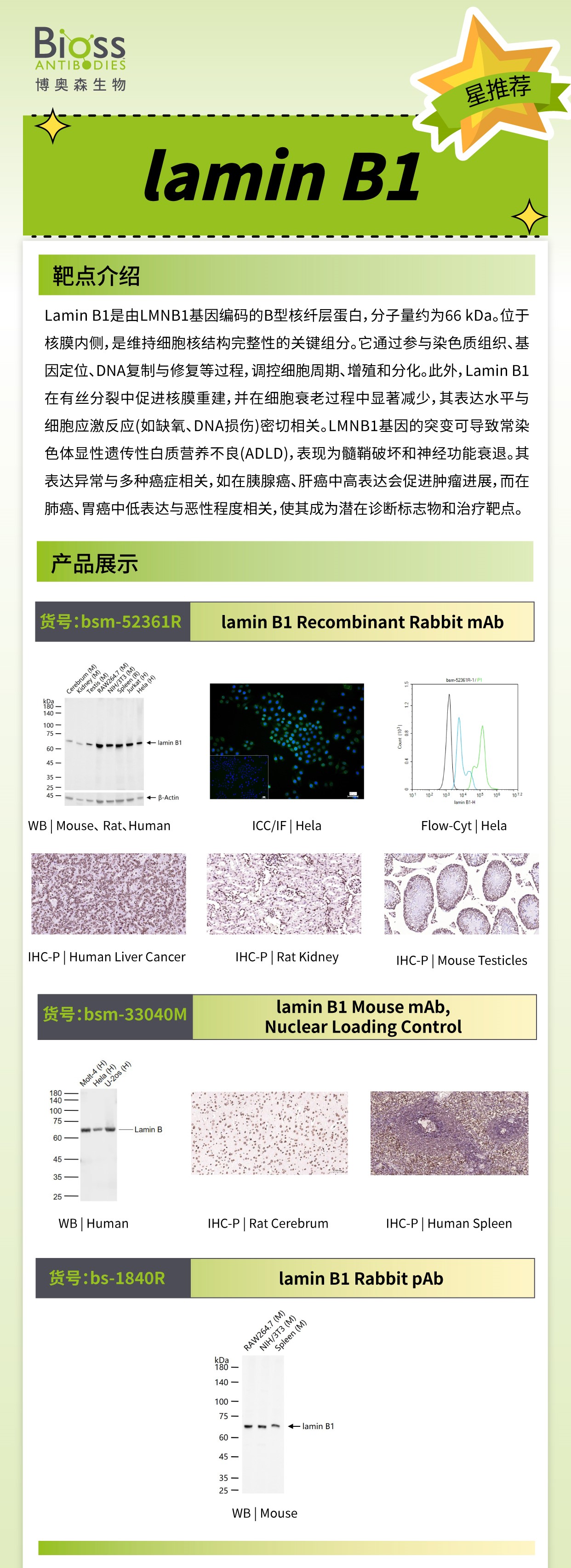 Bioss 星推荐 | lamin B1 抗体