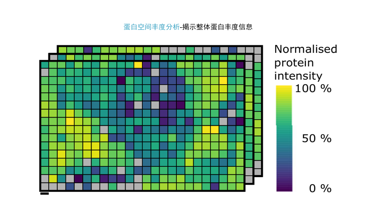 全息空间蛋白质组学