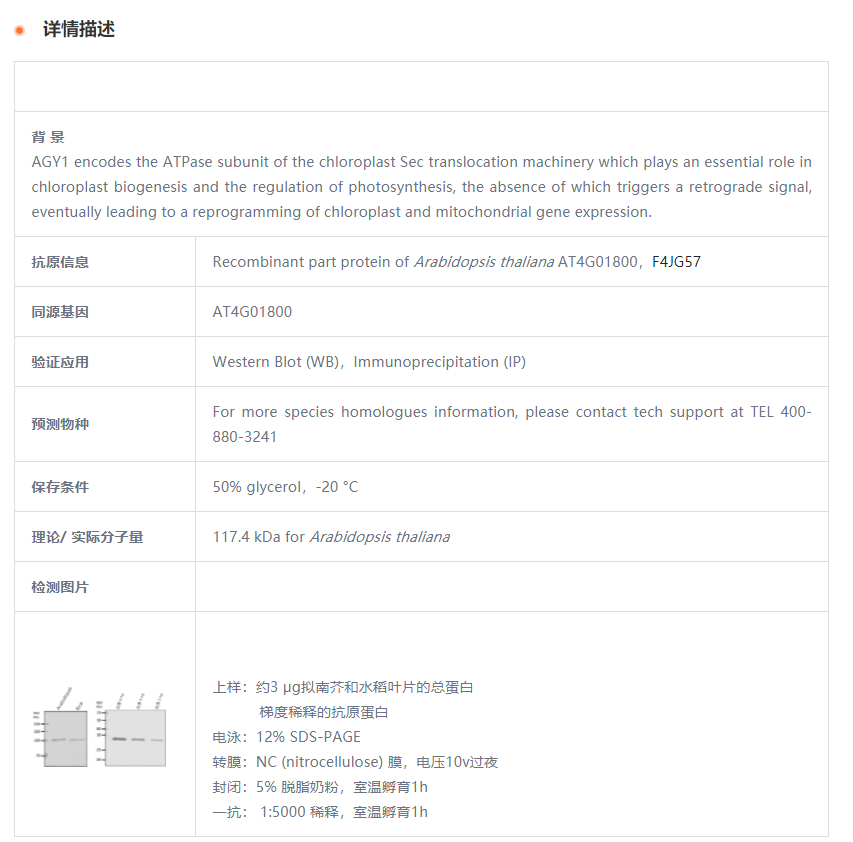 【植物抗体】Anti-AGY1/ chloroplast p