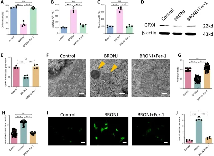 铁死亡服务 铁死亡服务