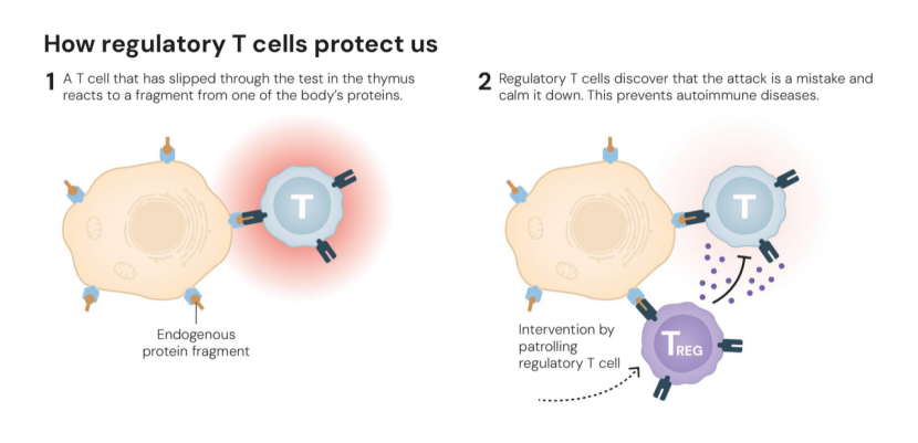 【深度解读】诺奖之后，免疫系统的“刹车”之谜再突破！