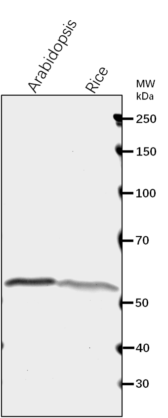 【植物抗体】Anti-ATP1/ ATP Synthase
