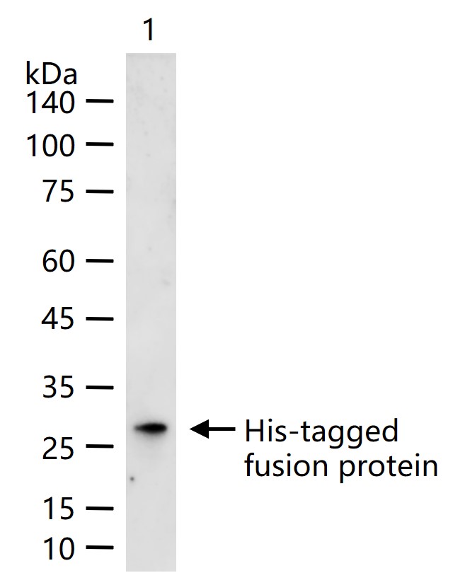 His tag Recombinant Rabbit mAb
