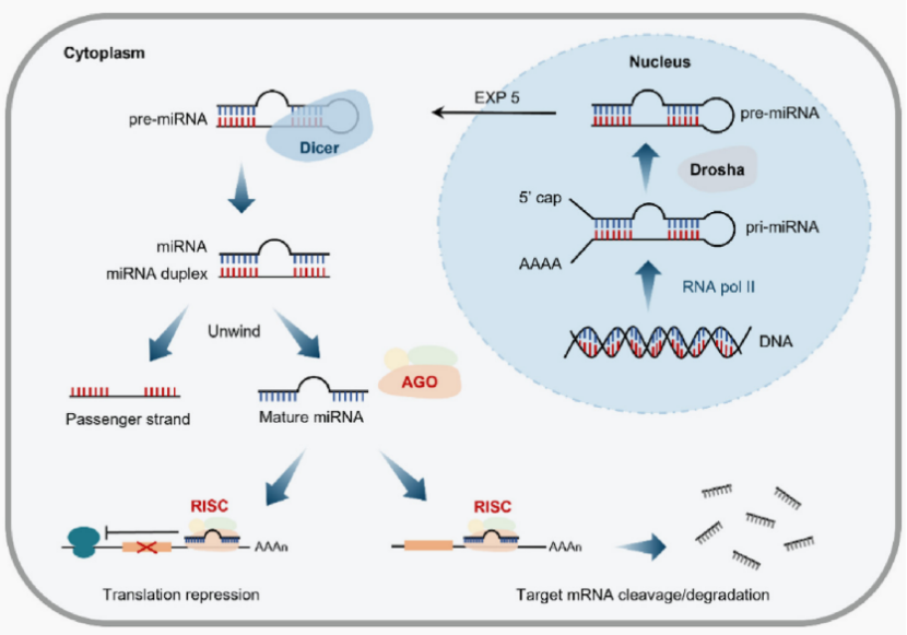解锁小核酸药物靶点：开启精准医疗新蓝海