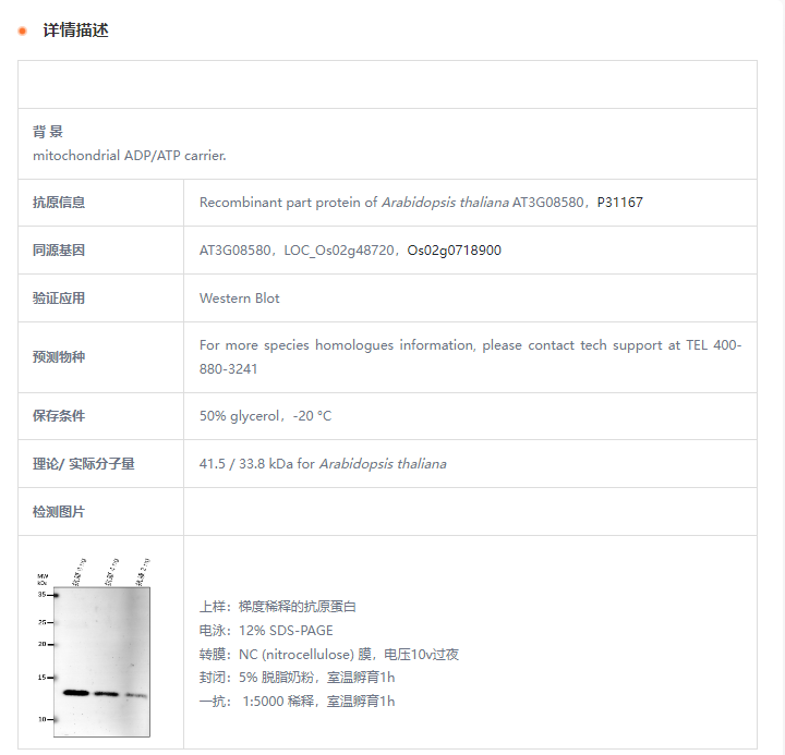 【植物抗体】Anti-AAC1/ ADP,ATP carri