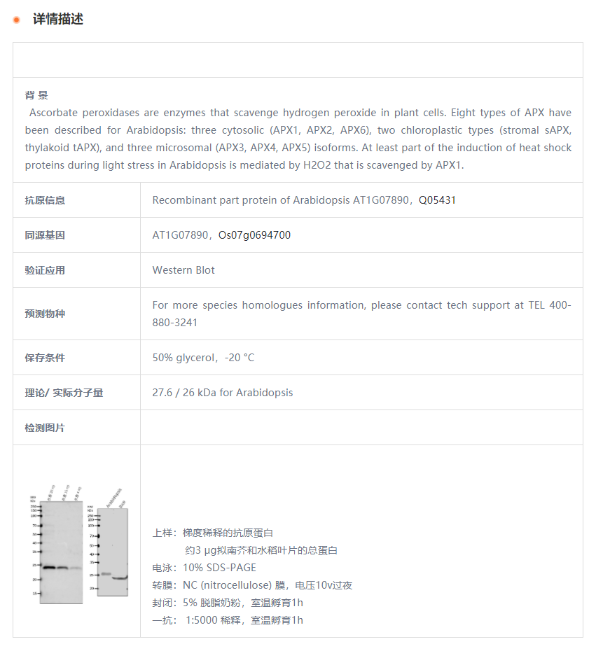 【植物抗体】Anti-APX1/ L-ascorbate p