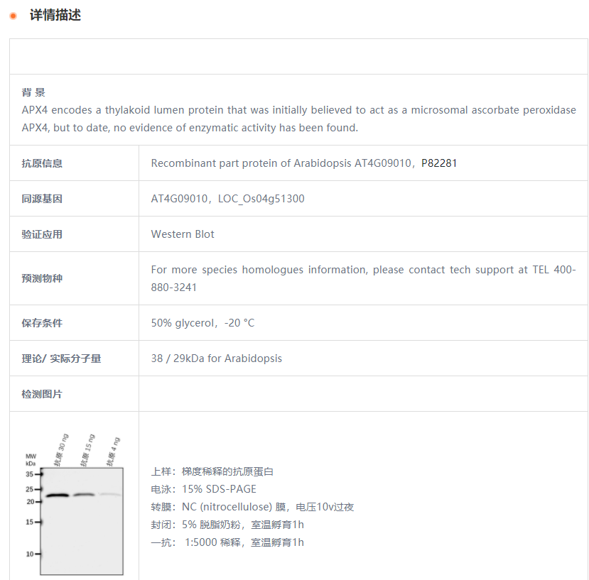 【植物抗体】Anti-APX4/ Thylakoid lum