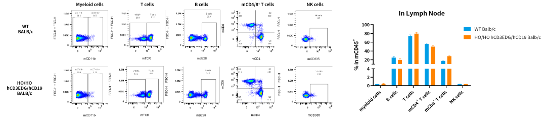 CD3/CD19自免双抗研发，这些关键小鼠模型少不了