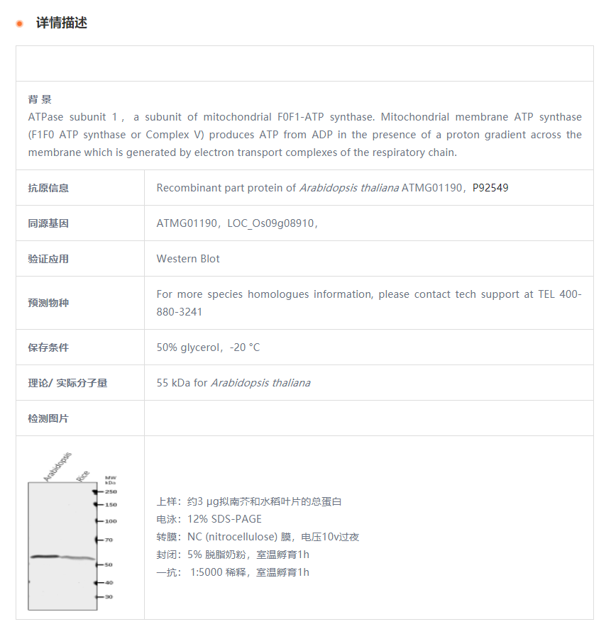 【植物抗体】Anti-ATP1/ ATP Synthase