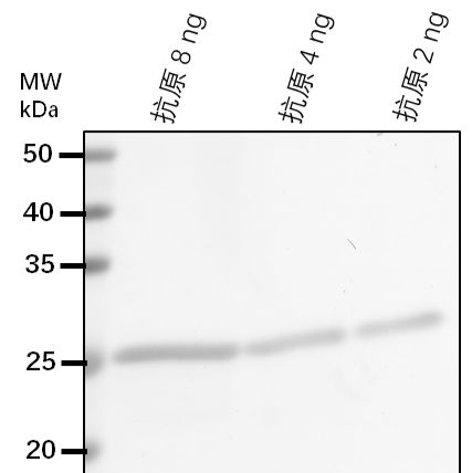 【植物抗体】Anti-BIN2/ BRASSINOSTEROID-INSENSITIVE 2
