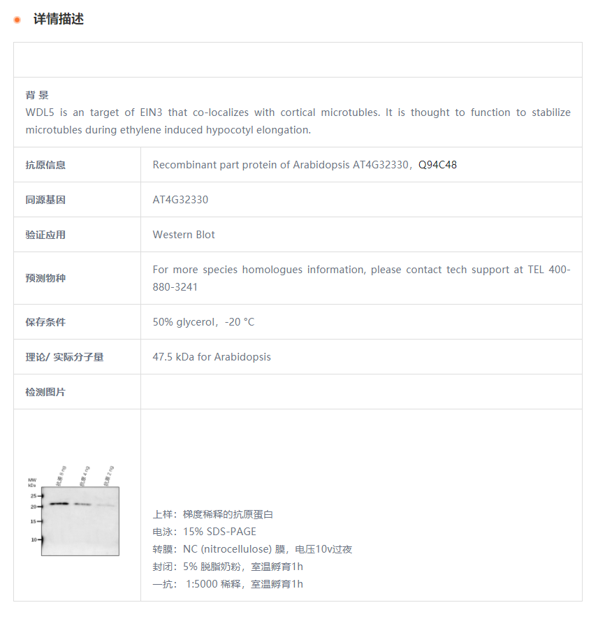 【植物抗体】Anti-WDL5/ Protein WVD2-