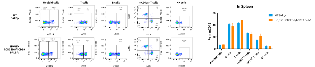 CD3/CD19自免双抗研发，这些关键小鼠模型少不了