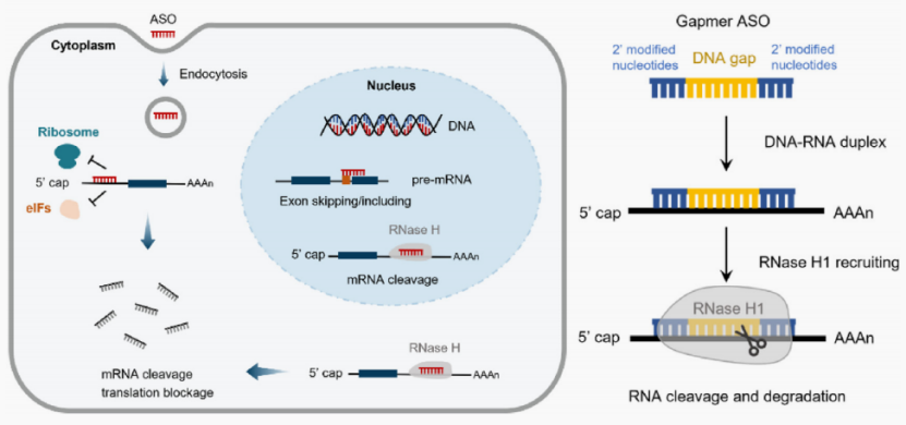 解锁小核酸药物靶点：开启精准医疗新蓝海
