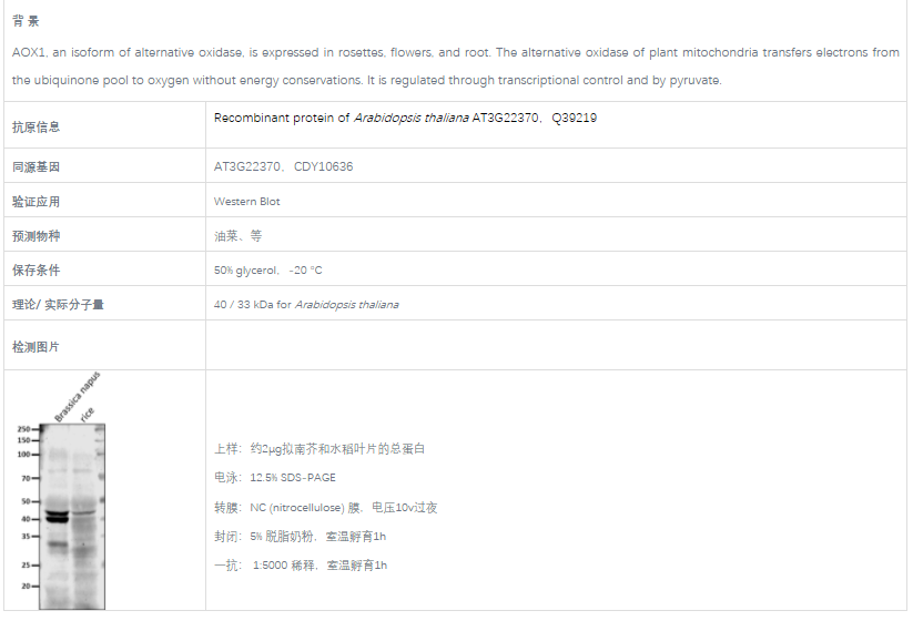 【植物抗体】Anti-AOX1/ Alternative o