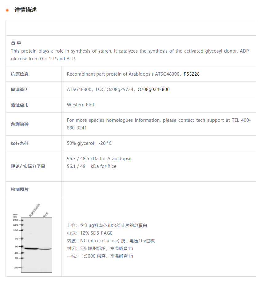 【植物抗体】Anti-APS1/ ADP-glucose s
