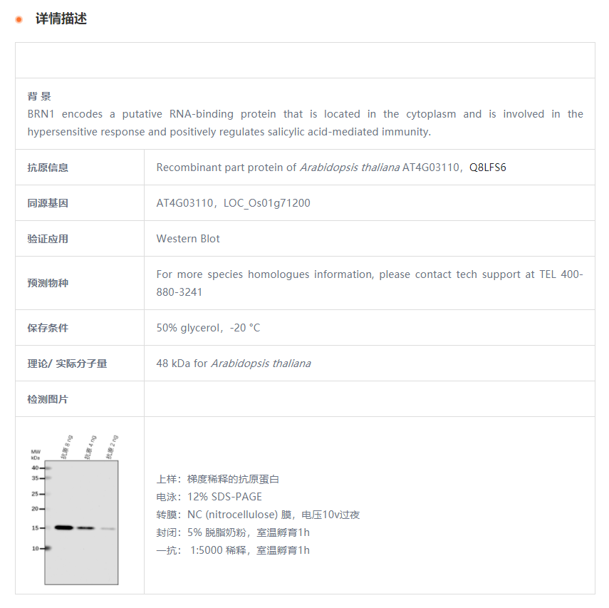 【植物抗体】Anti-BRN1/ RNA-binding p