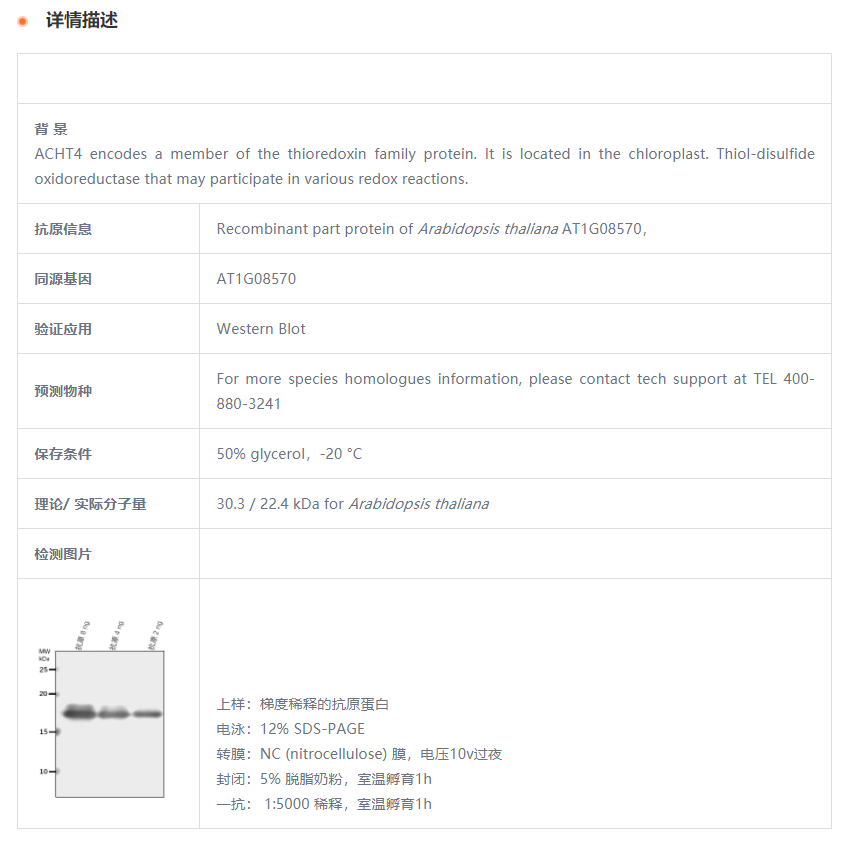 【植物抗体】Anti-ACHT4/ Thioredoxin-