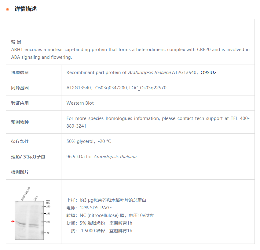 【植物抗体】Anti-ABH1/ Nuclear cap-b