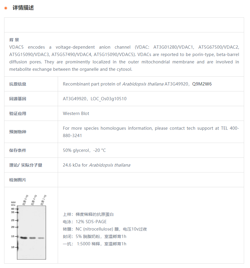 【植物抗体】Anti-VDAC5/ Mitochondria