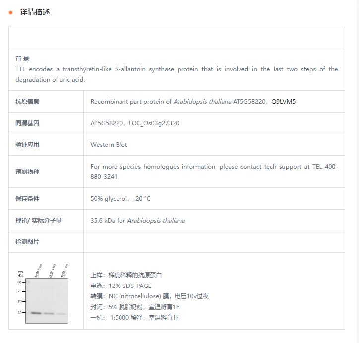 【植物抗体】Anti-TTL/ Uric acid degr