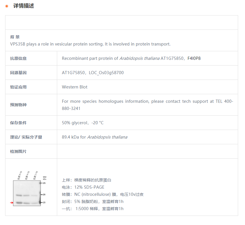 【植物抗体】Anti-VPS35B/ Vacuolar pr