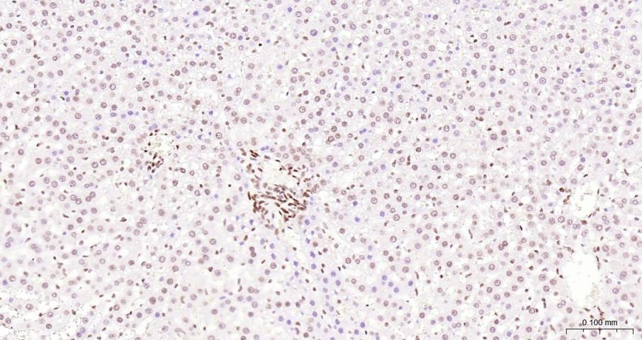 Histone H3 Mouse mAb, HRP conj