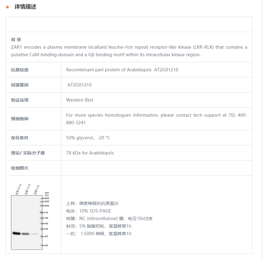 【植物抗体】Anti-ZAR1/ Receptor prot