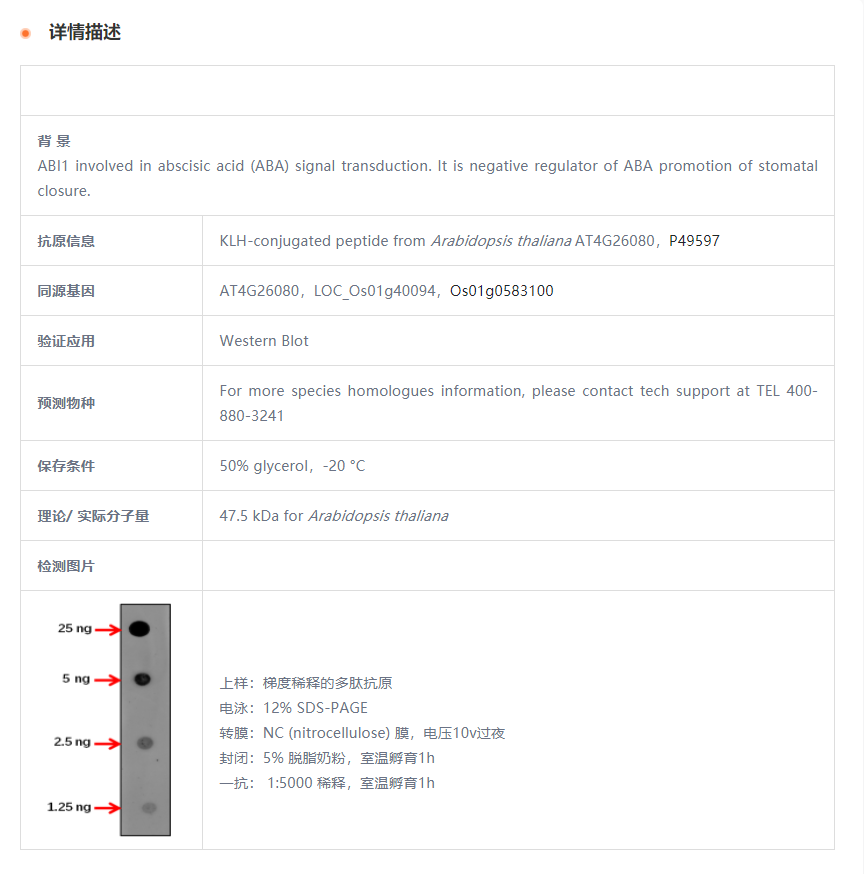 【植物抗体】Anti-ABI1/ Protein phosp