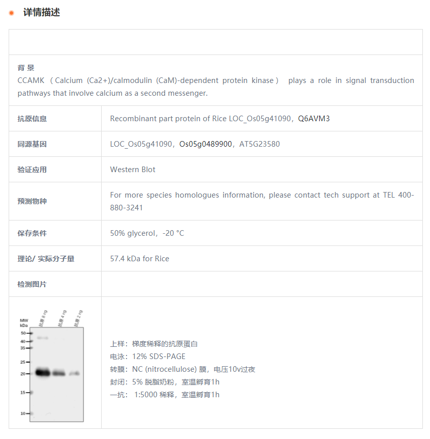 【植物抗体】Anti-CCAMK/Calcium and c