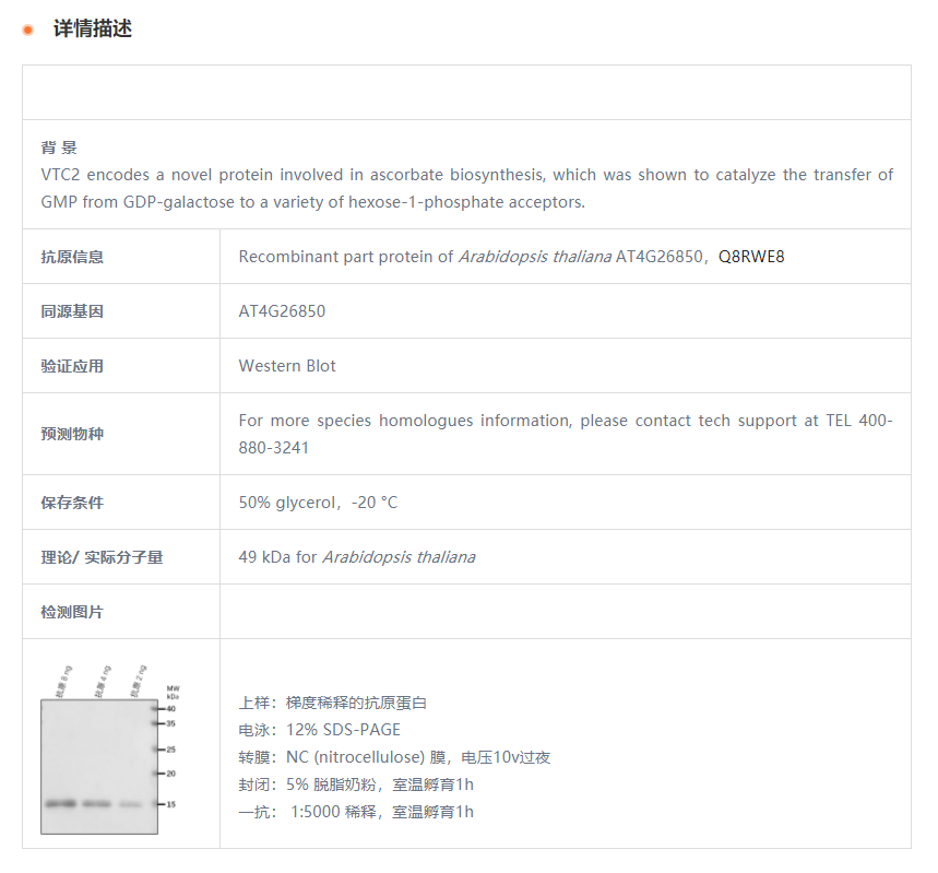 【植物抗体】Anti-VTC2/ GDP-L-galacto
