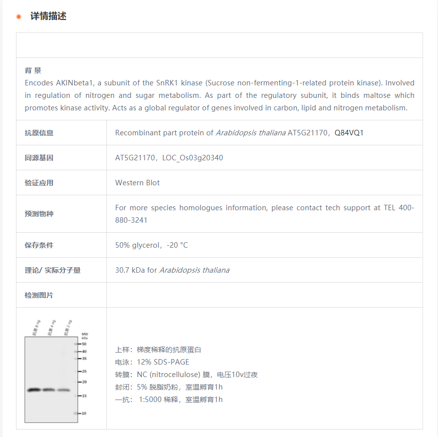 【植物抗体】Anti-AKINB1/ SNF1-relate