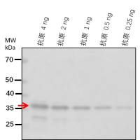 【植物抗体】Anti-BLI/ Protein BLISTER