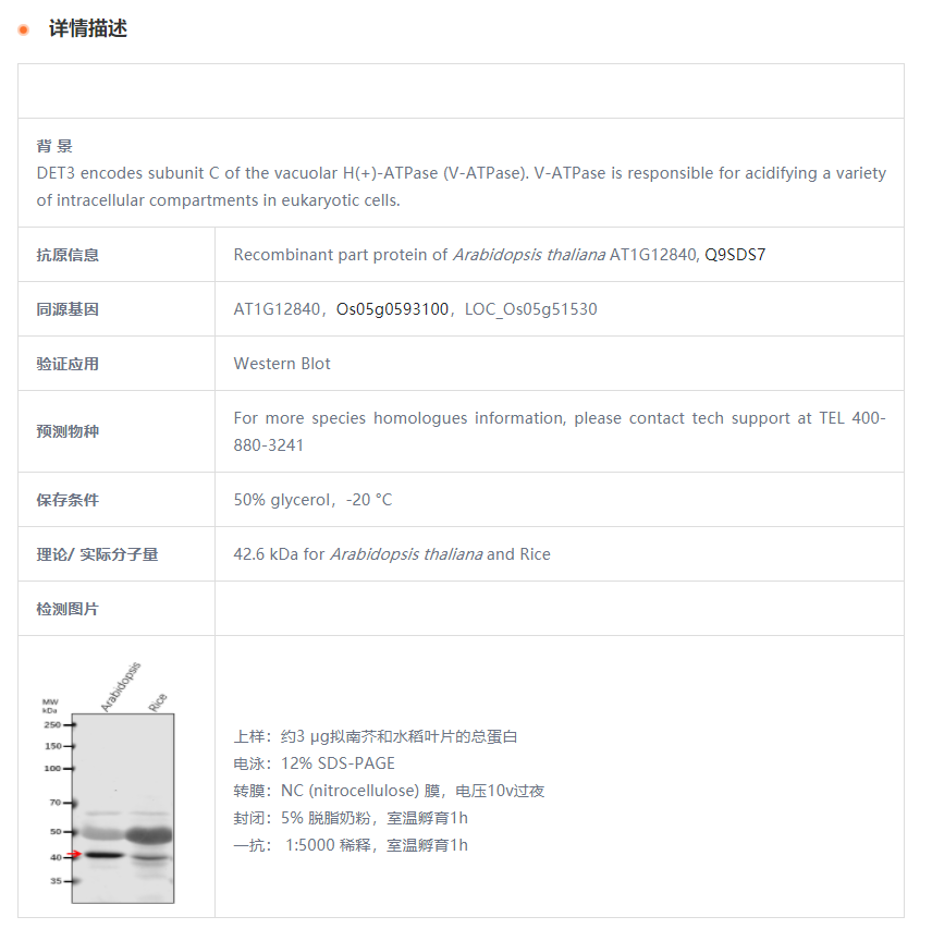 【植物抗体】Anti-VHA-C/DET3/ V-type