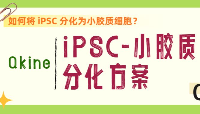 Qkine重组蛋白｜从iPSC到小胶质细胞的分化方案