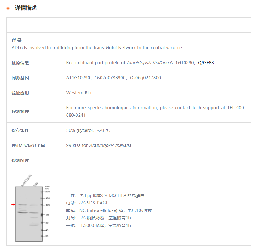 【植物抗体】Anti-ADL6/DRP2A/ Dynamin