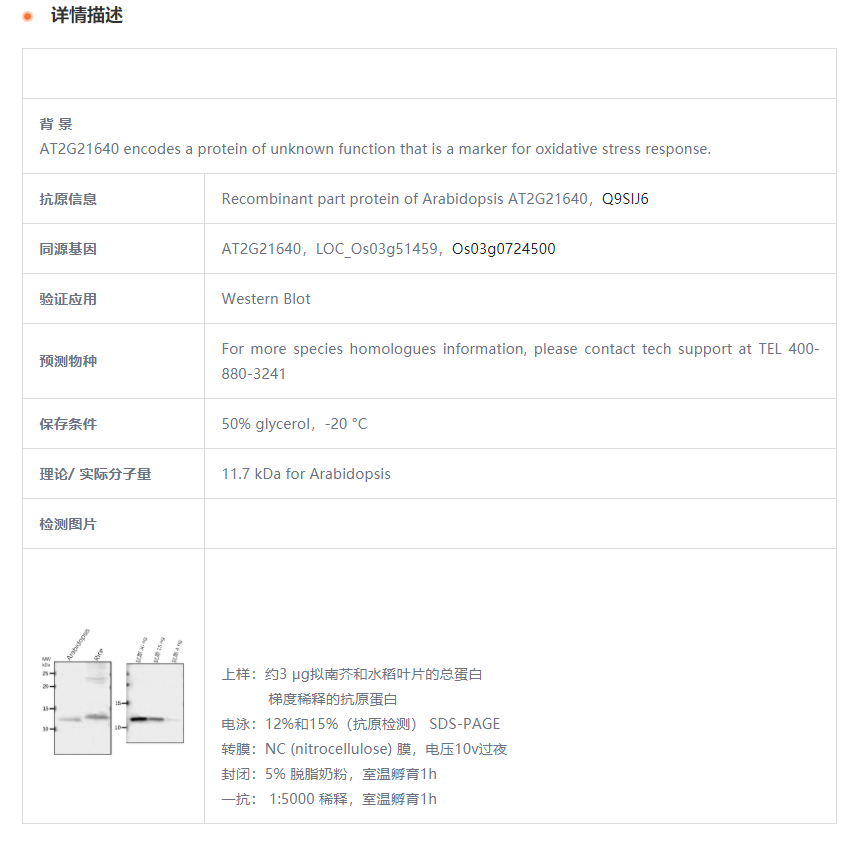 【植物抗体】Anti-At2g21640 / Marker