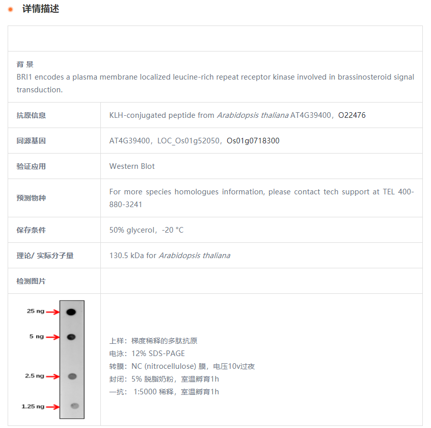 【植物抗体】Anti-BRI1/ Protein BRASS