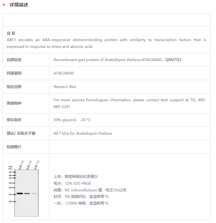 【植物抗体】Anti-ABF3/ ABSCISIC ACID