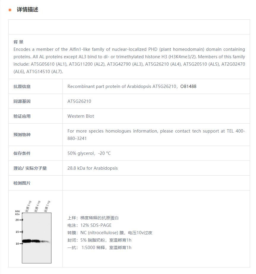 【植物抗体】Anti-AL4/ PHD finger pro