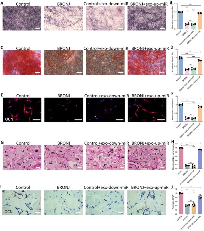 铁死亡服务 铁死亡服务