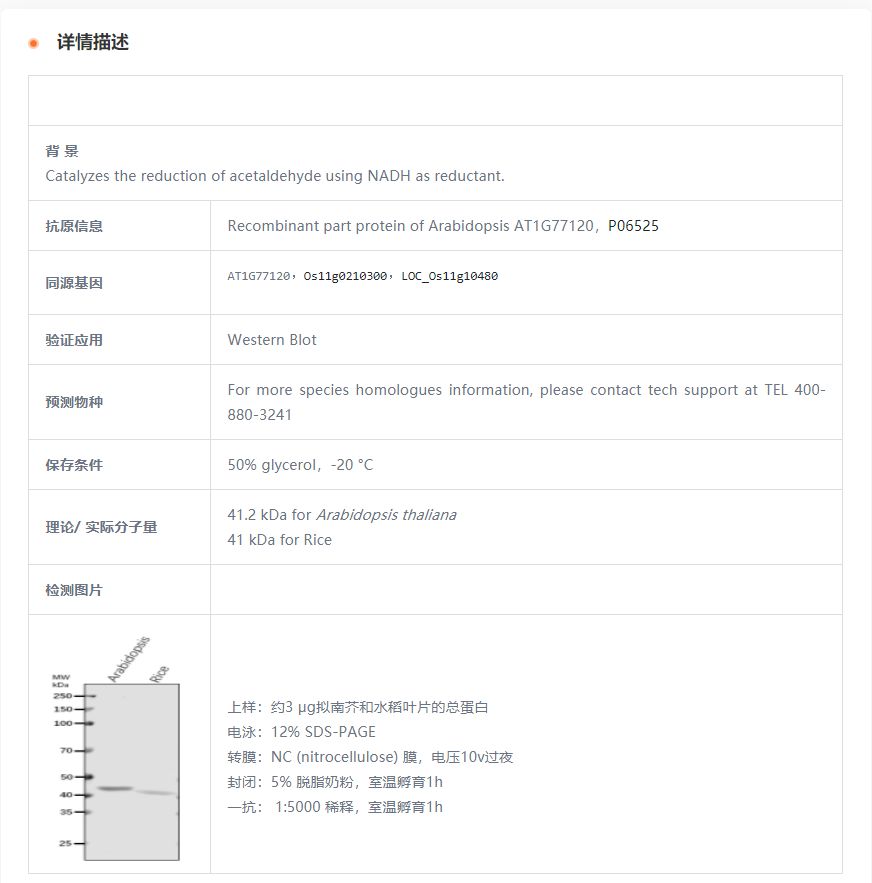 【植物抗体】Anti-ADH1/ Alcohol dehyd
