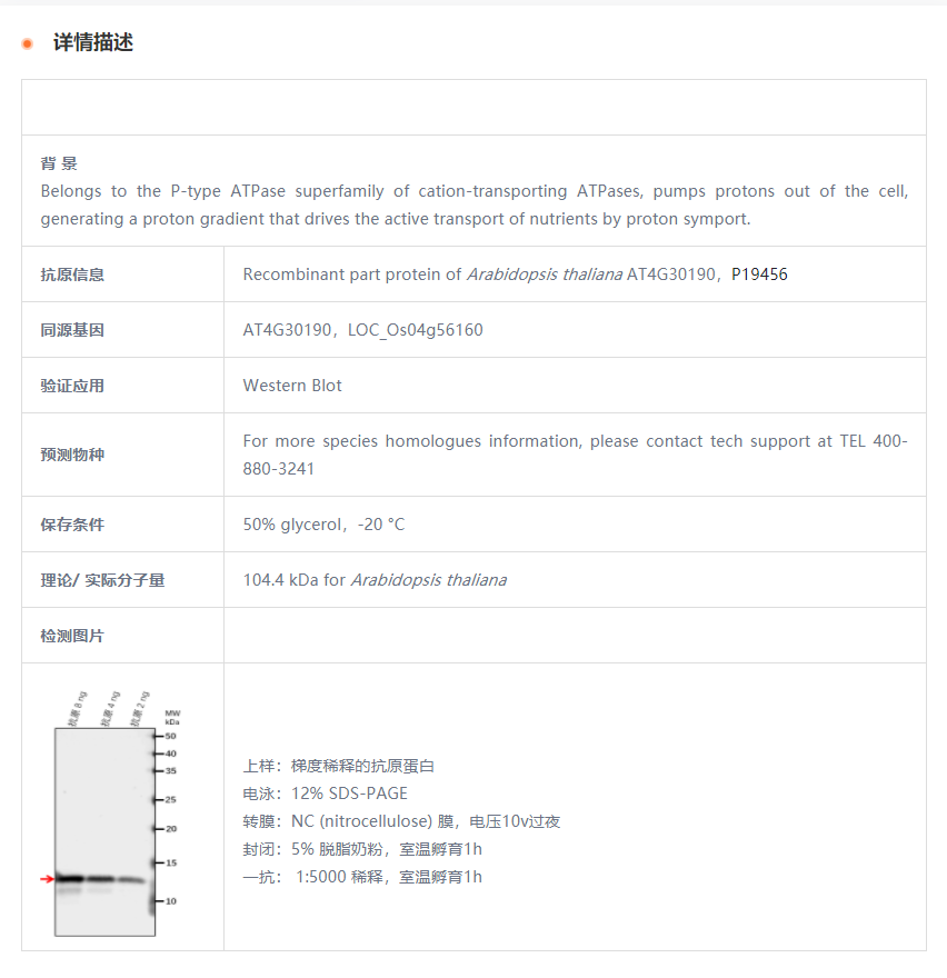 【植物抗体】Anti-AHA2/ ATPase 2, pla