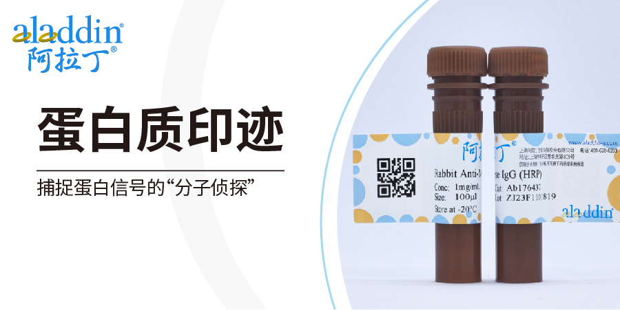 阿拉丁蛋白质印迹——捕捉蛋白信号的“分子侦探”