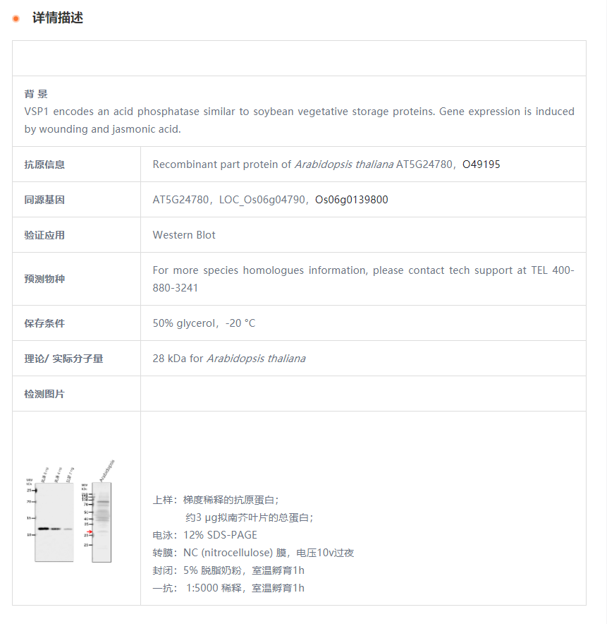 【植物抗体】Anti-VSP1/ Vegetative st